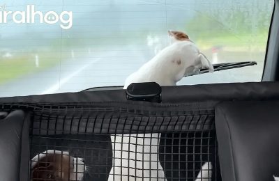 Windshield wiper fetch